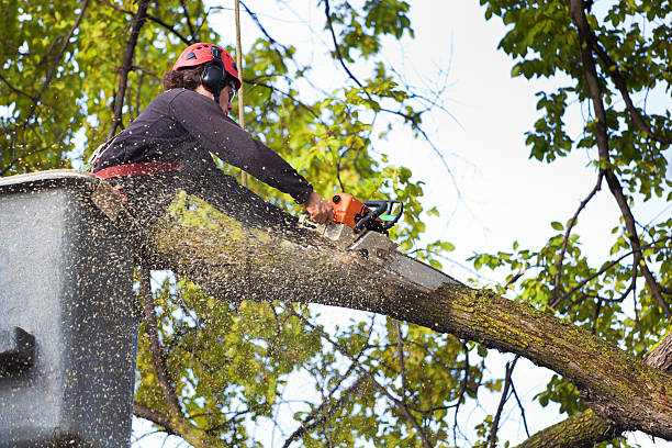 Best Emergency Tree Removal  in Bath, ME